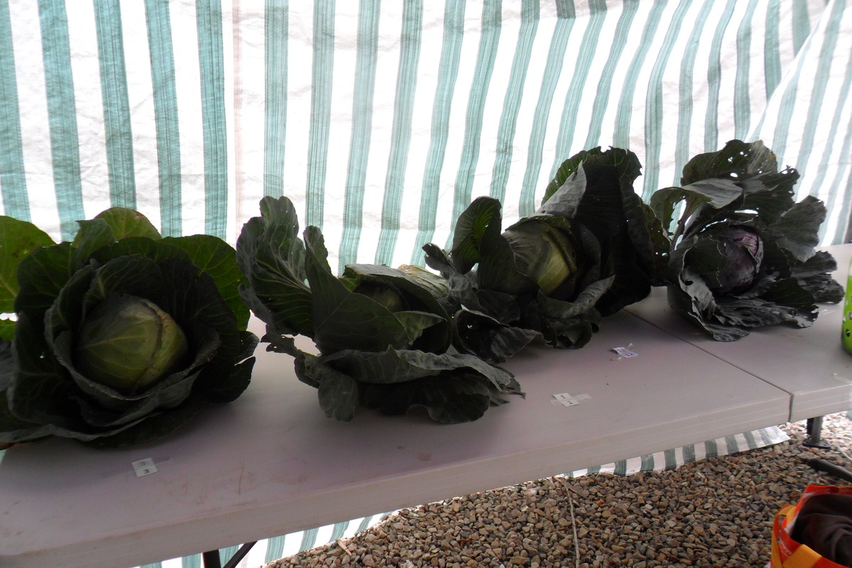 2013 vegetable competition